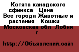 Котята канадского сфинкса › Цена ­ 15 - Все города Животные и растения » Кошки   . Московская обл.,Лобня г.